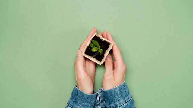 plantjes-planten